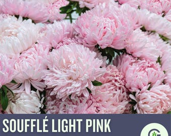 Souffle Light Pink Aster Seeds: Pastel Blooms, Easy-to-Grow