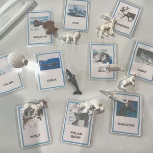 Conjunto de animales del Ártico: cartas y figuras