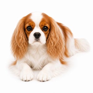 Op de afbeelding: Een Cavalier King Charles Spaniel hond met een wit en kastanjebruine vacht, lange golvende oren en grote donkere ogen, liggend in een rusthouding. De hond heeft een symmetrische witte bles op het gezicht en een zachte, gevederde vacht.