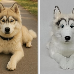 May include: A light brown and white Siberian Husky dog with blue eyes, wearing a black collar, lying on a paved surface. The dog is in a relaxed pose, with its front paws crossed. A stuffed white Husky dog is also shown.