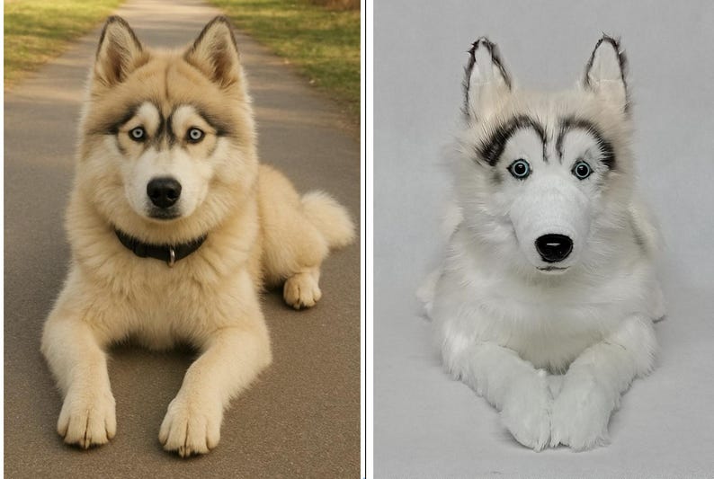 May include: A light brown and white Siberian Husky dog with blue eyes, wearing a black collar, lying on a paved surface. The dog is in a relaxed pose, with its front paws crossed. A stuffed white Husky dog is also shown.