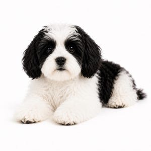 Könnte beinhalten: Ein kleiner Welpe mit schwarz-weißem Fell, das an den Ohren und am Körper lang und wellig ist. Der Welpe hat eine weiße Schnauze, eine schwarze Nase und dunkle, runde Augen und liegt in einer liegenden Position vor einem weißen Hintergrund.