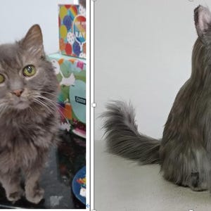 May include: A gray cat with long fur and green eyes. The cat is standing and looking at the camera. The cat has a fluffy tail. The cat is in front of a white background. The cat is a pet.
