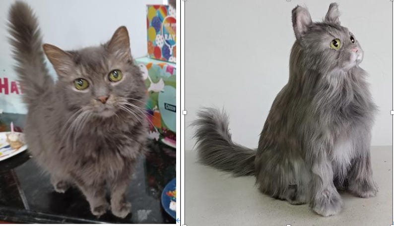 May include: A gray cat with long fur and green eyes. The cat is standing and looking at the camera. The cat has a fluffy tail. The cat is in front of a white background. The cat is a pet.