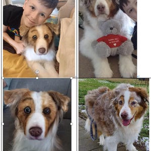 May include: A collage of four images featuring an Australian Shepherd dog. The dog has a mix of brown, white, and black fur. One image shows the dog with a child. Another shows the dog holding a teddy bear with text on it.