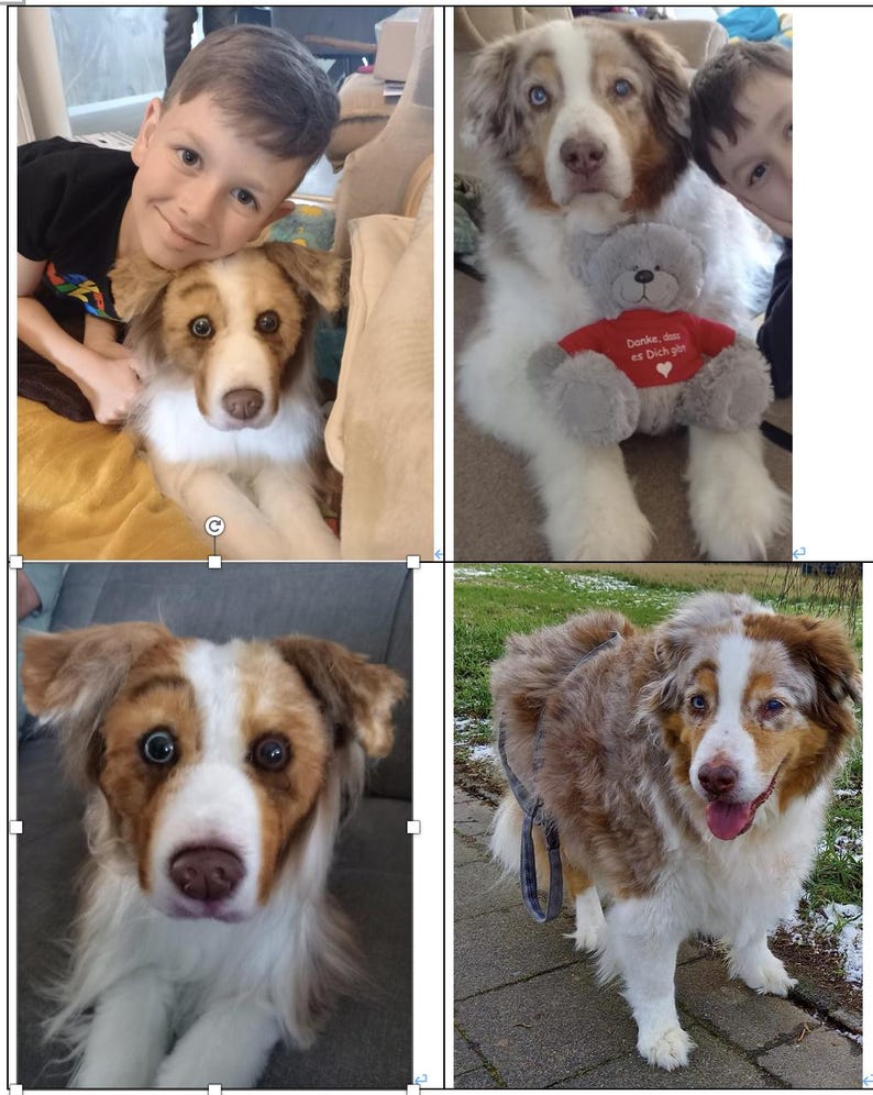 May include: A collage of four images featuring an Australian Shepherd dog. The dog has a mix of brown, white, and black fur. One image shows the dog with a child. Another shows the dog holding a teddy bear with text on it.