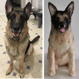 Custom stuffed animals, photo to custom stuffed animal, plush animals, custom stuffed animal, personalized pet plush, plush pet clones