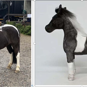 May include: A black and white pony with a brown halter and blue lead rope stands on a gravel surface. The pony has a white stripe down its face and a white patch on its body. The pony is a miniature horse.