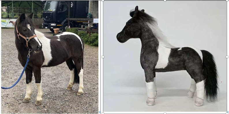 May include: A black and white pony with a brown halter and blue lead rope stands on a gravel surface. The pony has a white stripe down its face and a white patch on its body. The pony is a miniature horse.