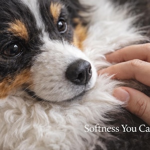 May include: Close-up of a dog's face with black, white, and brown fur. A hand gently pets the dog's soft fur. The text "Softness You Can Feel" is at the bottom of the image.