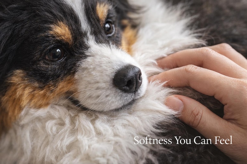 May include: Close-up of a dog's face with black, white, and brown fur. A hand gently pets the dog's soft fur. The text "Softness You Can Feel" is at the bottom of the image.