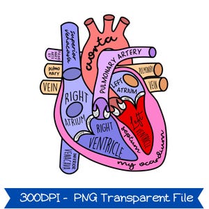 Heart Anatomy Png, Cardiac Nursing Gift, Nursing School Png, Medical School Student Png, Cardiologist Anatomical Heart Png, ER RN Nurse Png