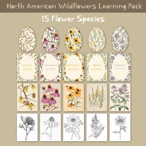 Ostern Nordamerikaner Wildblumen Natur Lernset | 15 Passende Karten + Lernblätter + Vintage Illustrationen + Malvorlagen | A4