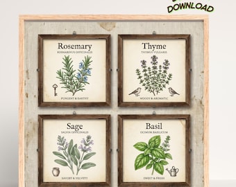 Set of 4 Rustic Kitchen Herb Prints, Botanical Vintage Herbology Wall Art (Digital Download)