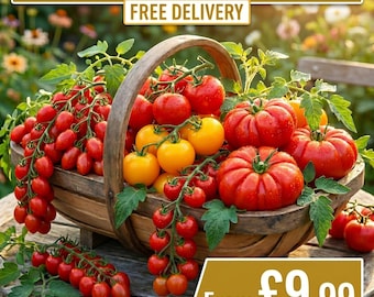 6x Tomato Plug Plants - Choose Variety - RHS Award Winners - FREE DELIVERY