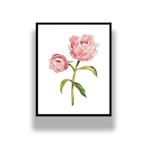 Botanical peony colored pencil illustration art print, Floral art print, Greenery wall art, Botany print, Garden poster, Cottagecore art