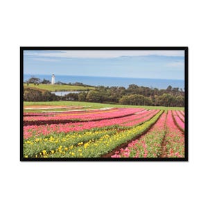 Tasmania Tulip Field Flower Photography, Tulip Wall Art, Tulip Artwork, Floral Print, Spring Landscape, Living Room Wall Decor