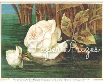 Pretty Rose in the Water Antique Art Download