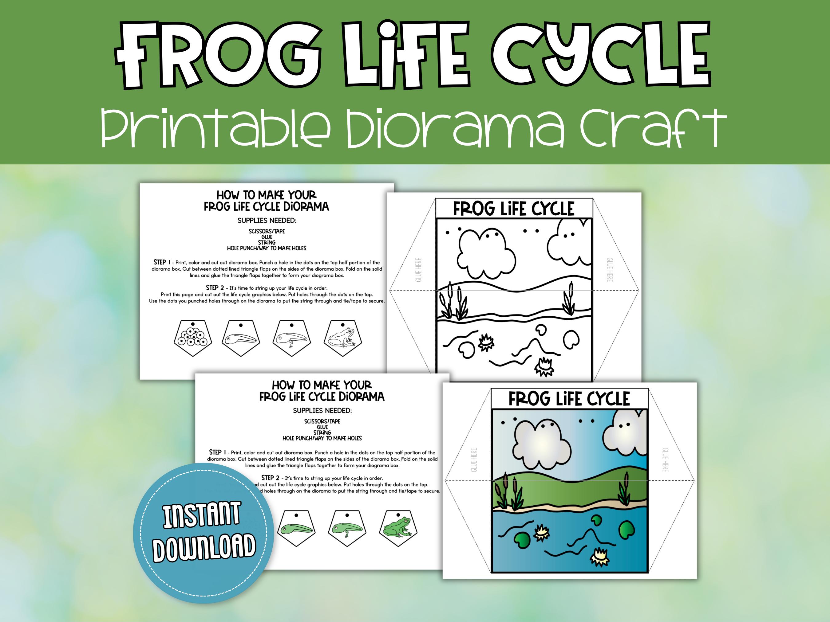 Life Cycle of a Frog Diorama Craft, Kids Science Craft, Frog Life Cycle ...