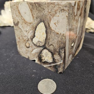 Puede incluir: Un bloque cuadrado y pulido de madera petrificada, con tonos grises, marrones y crema. La veta de la madera presenta patrones únicos y formas circulares. Una moneda se coloca delante como referencia de tamaño.