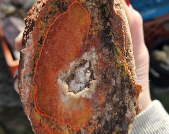 Hueso de gema (2 libras 13 oz)