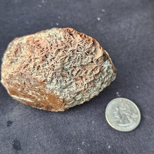 May include: A reddish-brown desert rose rock formation with a textured surface, next to a U.S. quarter coin. The rock has a unique, layered appearance, and the coin provides a size reference.