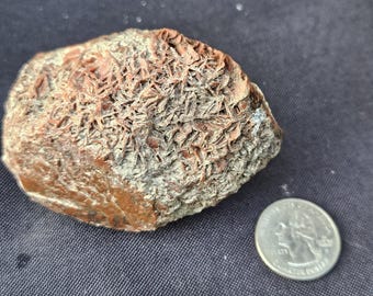 Könnte beinhalten: Eine rötlich-braune Wüstenrosen-Gesteinsformation mit strukturierter Oberfläche, neben einer US-Viertel-Dollar-Münze. Der Felsen hat ein einzigartiges, geschichtetes Aussehen, und die Münze dient als Größenreferenz.