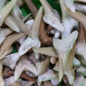 Puede incluir: Primer plano de un montón de dientes de tiburón fosilizados. Los dientes son de varios tonos de marrón y blanco, y algunos tienen una textura rugosa.