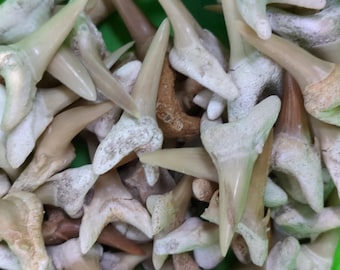 May include: A close-up of a pile of fossilized shark teeth. The teeth are various shades of brown and white, and some have a rough texture.