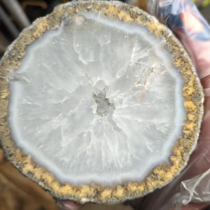 Agatized Mexican Coconut (Polished 1/2)