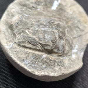 Krabbnoduler (hela)