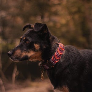 Standard Custom Paracord Collar | Cobra Pro Buckle | Handmade in the UK imagem 1