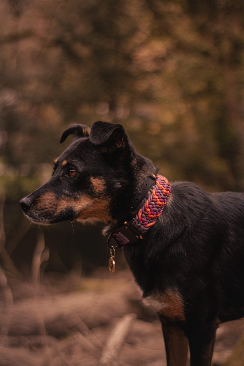 Standard Custom Paracord Collar | Cobra Pro Buckle | Handmade in the UK imagem 1