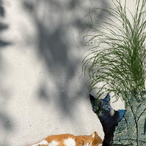 Peut inclure: Image artistique de deux chats. L'un est roux et blanc, allongé sur une surface en pierre. L'autre est noir et regarde derrière une plante verte. Le fond est un mur blanc texturé avec des ombres.