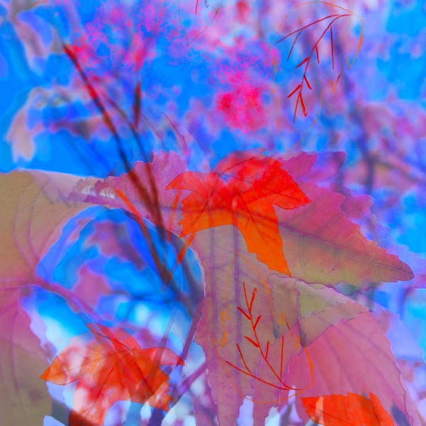 Postal de hojas de otoño / Postal otoñal, Arte botánico naranja, Obra de arte otoñal caprichosa, Estampado otoñal, Arte otoñal, Regalos de otoño, Hojas de otoño