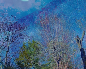 Postal de bosque con luna creciente, lámina artística de cielo nocturno místico, tarjeta de naturaleza celestial, regalo de luna mística, arte de pared bohemio, regalo para amantes de la luna