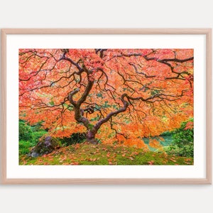 Japanese Maple Tree Art Print, Wall Decor, Portland Oregon Landscape Photography Print, Autumn Color Print, Metal Prints, Canvas Art,
