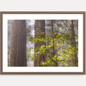 California Redwoods, Del Norte, Trees, Forest, Wall Decor, Art Print, Photography, Landscape Print, Metal Prints, Canvas Art, Large Prints