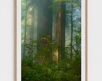 California Redwoods Fine Art Photograph: Misty Forest Landscape Print