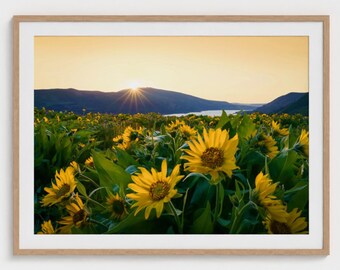 Oregon Wildflower Sunrise Photograph: Rowena Crest Landscape Wall Art Print