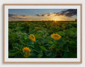 Sunflower Field Photo Print, Oregon Landscape Photography Wall Art