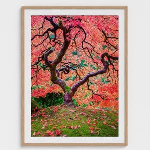 Impresión otoñal de arce japonés: fotografía artística mural de Portland, Oregón