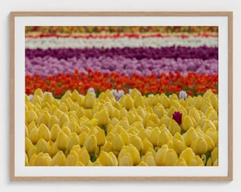 Tulip Field Photo Print, Oregon Landscape Photography Wall Art, Rows of Colorful Flowers
