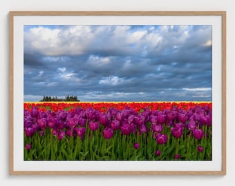 Tulip Field Photo Print, Oregon Landscape Photography Wall Art