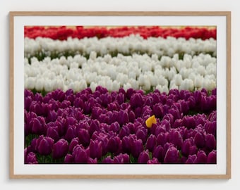 Oregon Tulips Framed Wall Art, Canvas Ready Home Decor, Floral Wall Decor