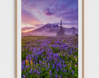 Mt. Rainier Washington Lupine Wildflower Photography Wall Art Print