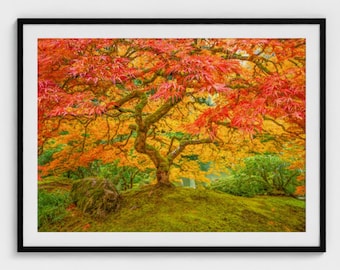 Japanese Maple Autumn Print: Portland Oregon Landscape Photography Wall Art