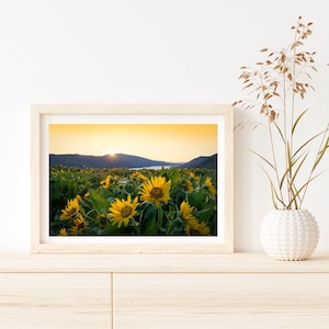 Oregon Photography Prints, Balsamroot, Wildflowers, Sunrise, Rowena Crest, Wall Decor, Art Print, Landscapes, Canvas, Metal Prints