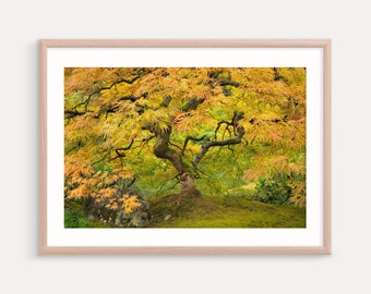 Japanese Maple Tree Art Print, Portland Oregon Photography Prints,  Landscapes, Wall Decor, Autumn Color Print, Metal Prints, Canvas Art