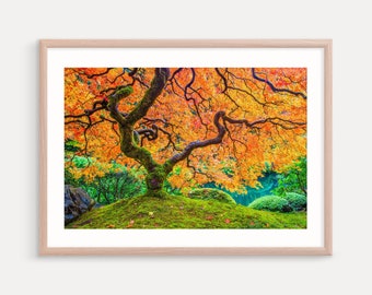 Japanese Maple Tree, Portland, Oregon Photography Prints, Wall Decor, Art Print, Landscapes, Autumn Color Print, Metal Prints, Canvas Art,